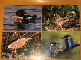 4x Postkarten Mittelsäger Waldschnepfe Zwergdommel Eisvogel