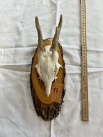 Gehörn eines Rehbocks