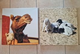 Canvas photography