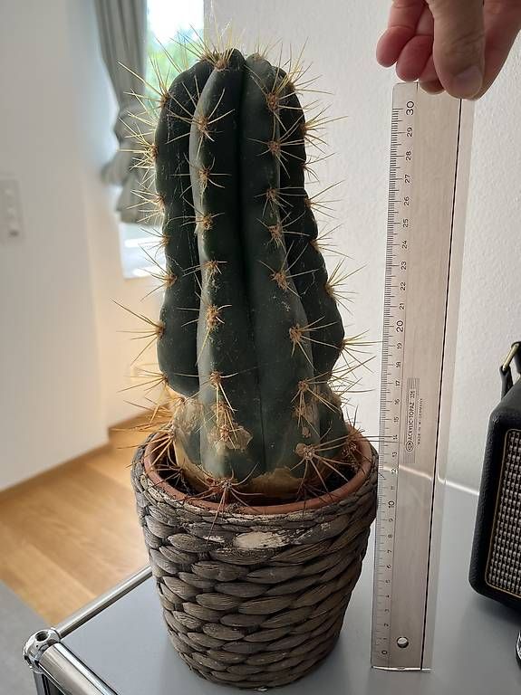Plantes & graines: Kaktus zu verschenken  – D'occasion à Bern par Babsbanni 2