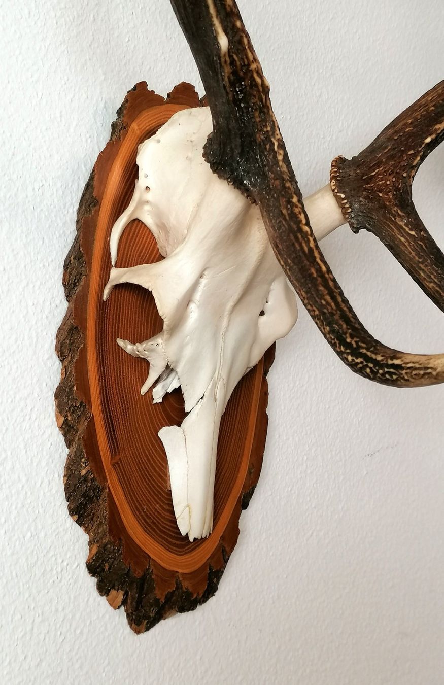 Altre raccolte & rarità: Hirsch Rothirsch Kronengeweih Geweih Trophäe – Usato da Reinach BL venduto da fliegenrolli 6