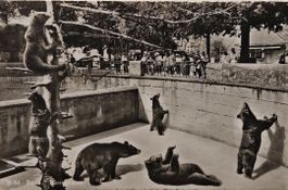 BERN - La fosse aux ours - 1956