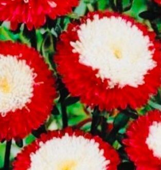Piante & sementi: Ab 5.- fr 20 Stk SAMEN BLUME ASTERN POMPON – Nuovo e nell'imballaggio originale da Rovio venduto da POSITIFFARTandPLANTS 5
