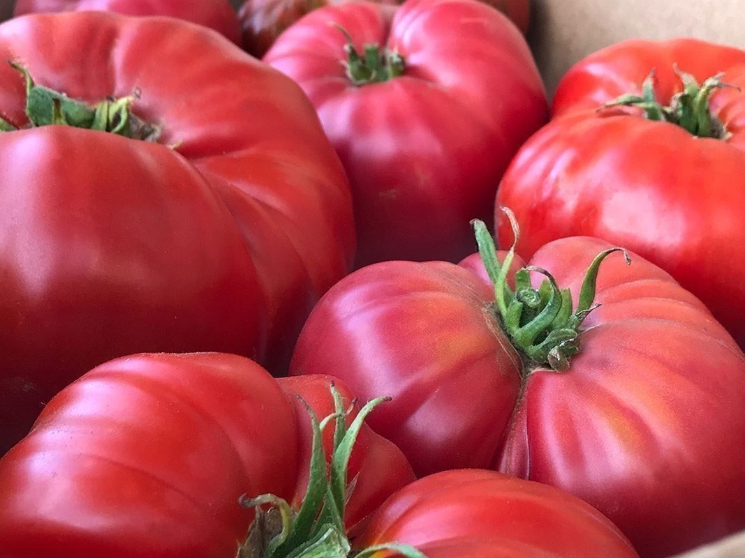Piante & sementi: 50 Samen TOMATE BRANDYWINE  Alte Sorte – Nuovo (secondo la descrizione) da Ehrendingen venduto da VerveinaSamen 3