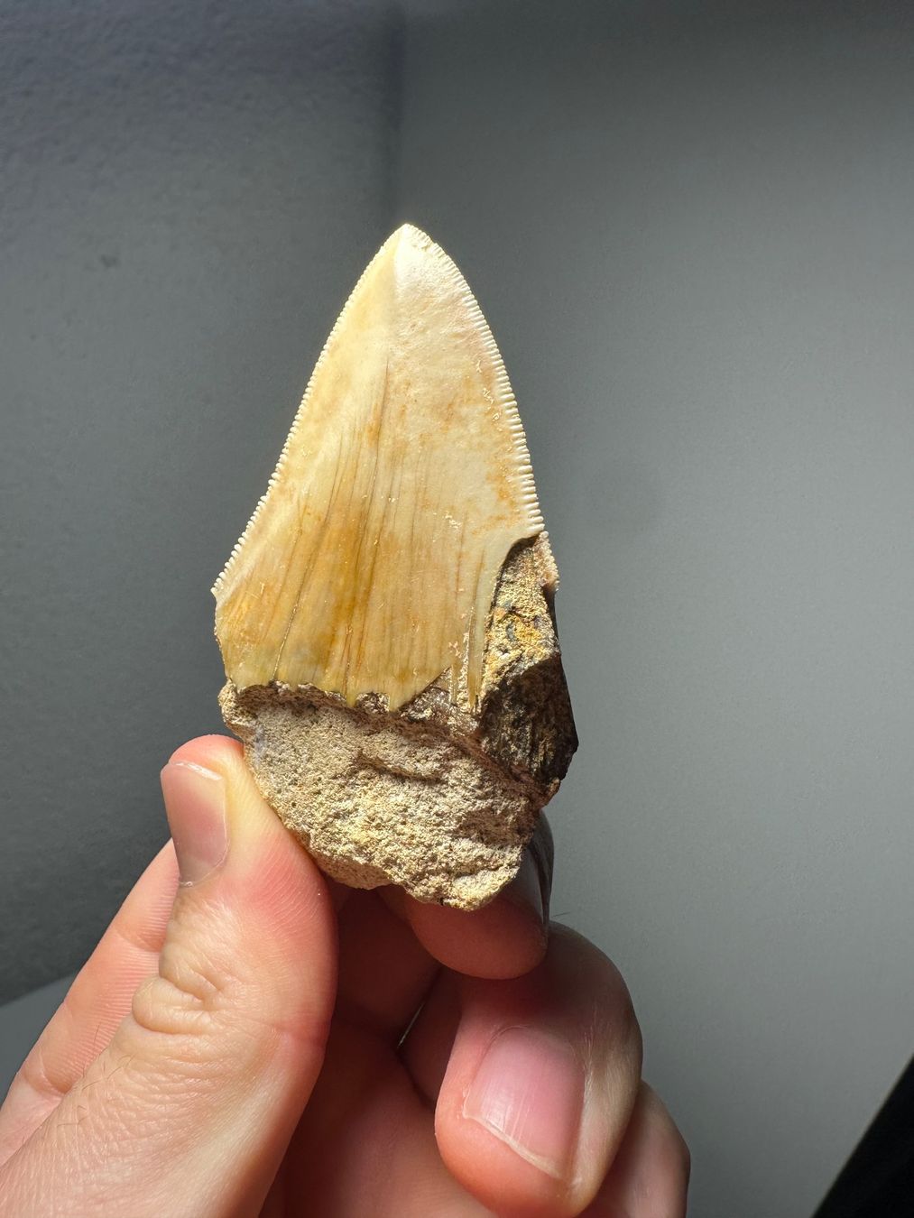 Fossili: Fossiler Megalodon Zahn – Usato da Lutzenberg venduto da CS65 2