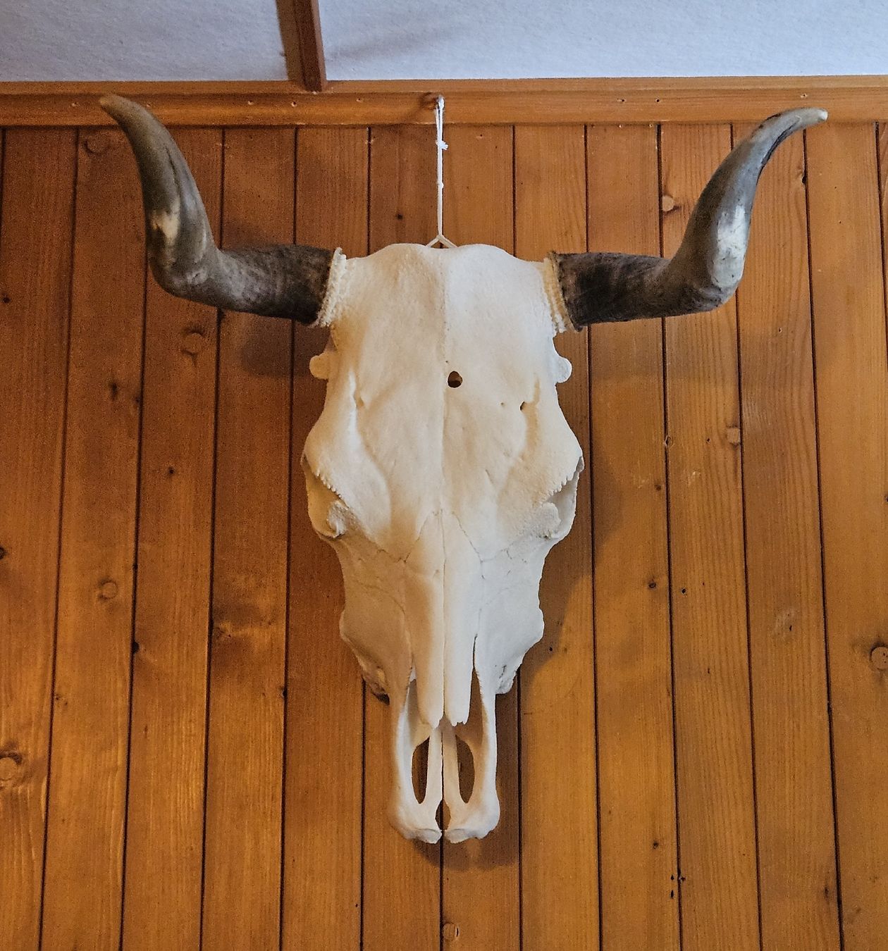 Monde des animaux: Simmentaler Kuhschädel – D'occasion à Gstaad par mar_m2jq 1