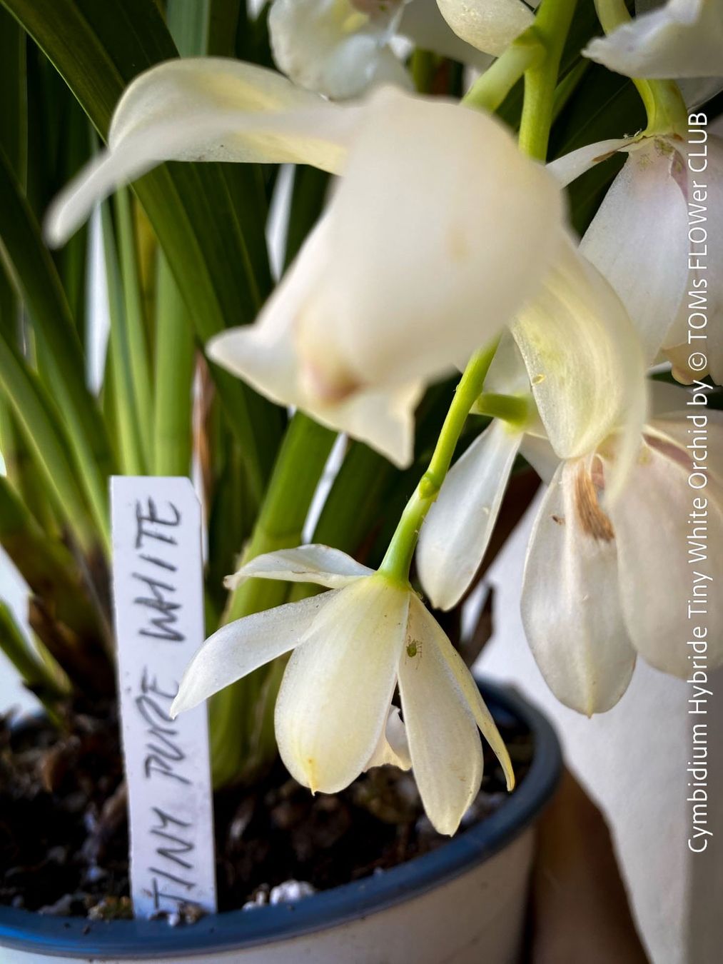 Piante & sementi: Cymbidium Hybride Tiny White Orchidee – Nuovo e nell'imballaggio originale da Adliswil venduto da astom369 8