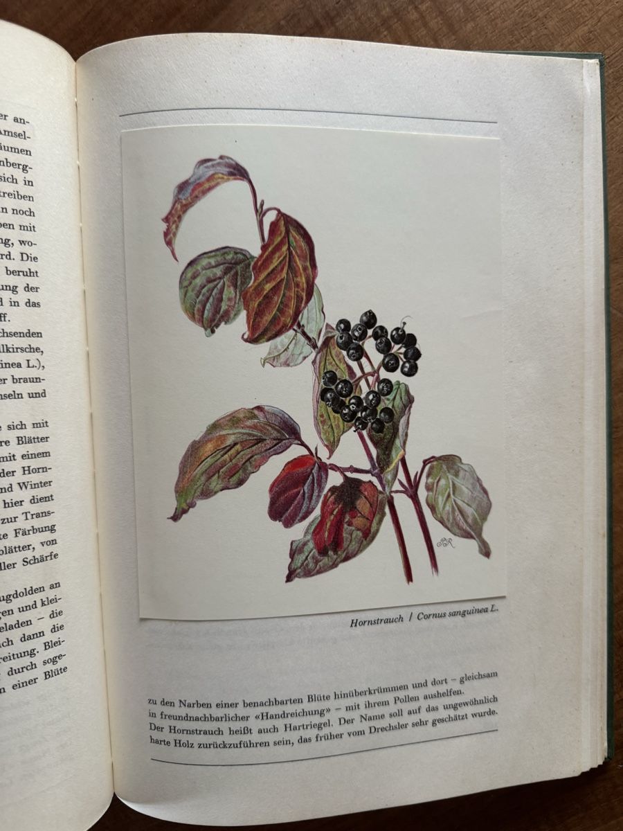 Libri: Hans Meierhofer: Aus unserem Wald - Ein Bilderbuch – Usato da Cham venduto da matap1 5