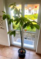 3 jährige Avocado-Pflanze
