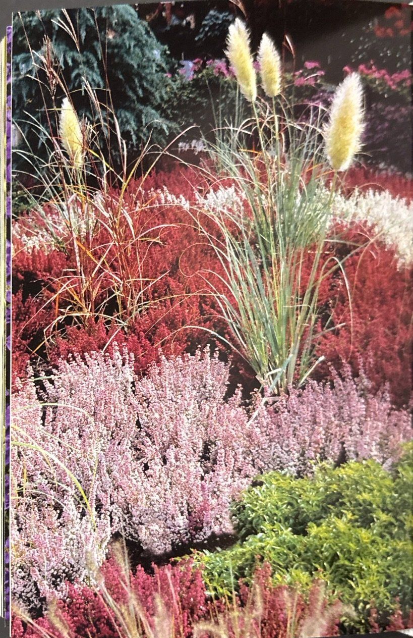 Libri: Handbuch der schönsten Gartenpflanzen – Nuovo e nell'imballaggio originale da Sarnen venduto da Livres 6