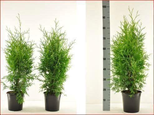 Piante & sementi: Thuja "Brabant" 60-80cm – Nuovo (secondo la descrizione) da Sursee venduto da pflugshaupt01