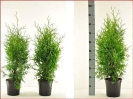 Thuja "Brabant" 60-80cm
