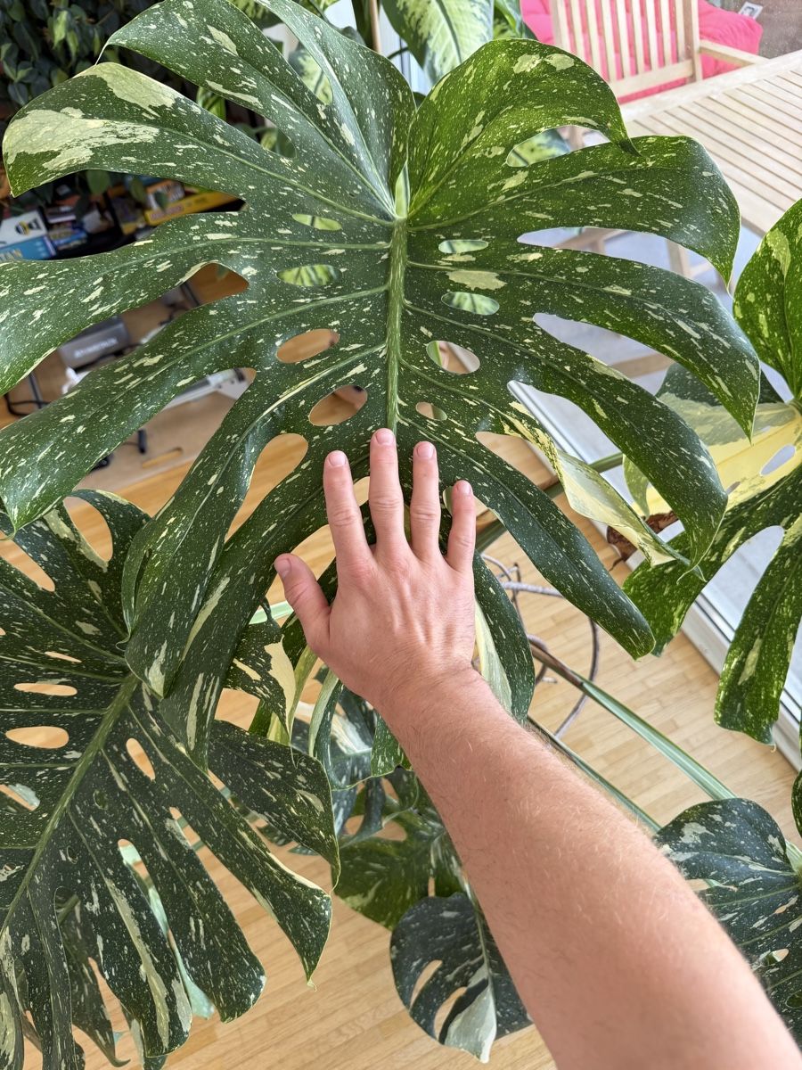 Pflanzen & Samen: Wunderschöne Monstera „Thai Constellation“ 🔥 – Gebraucht aus Luzern von schauen_ 1