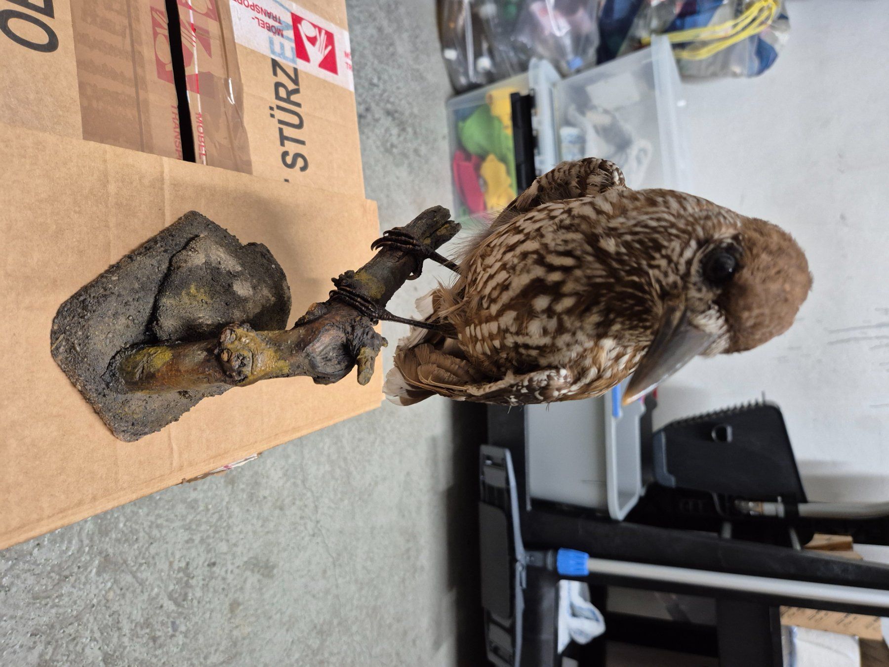 Il mondo degli animali: Ausgestopfte Vögel – Usato da Zürich venduto da Weml 1