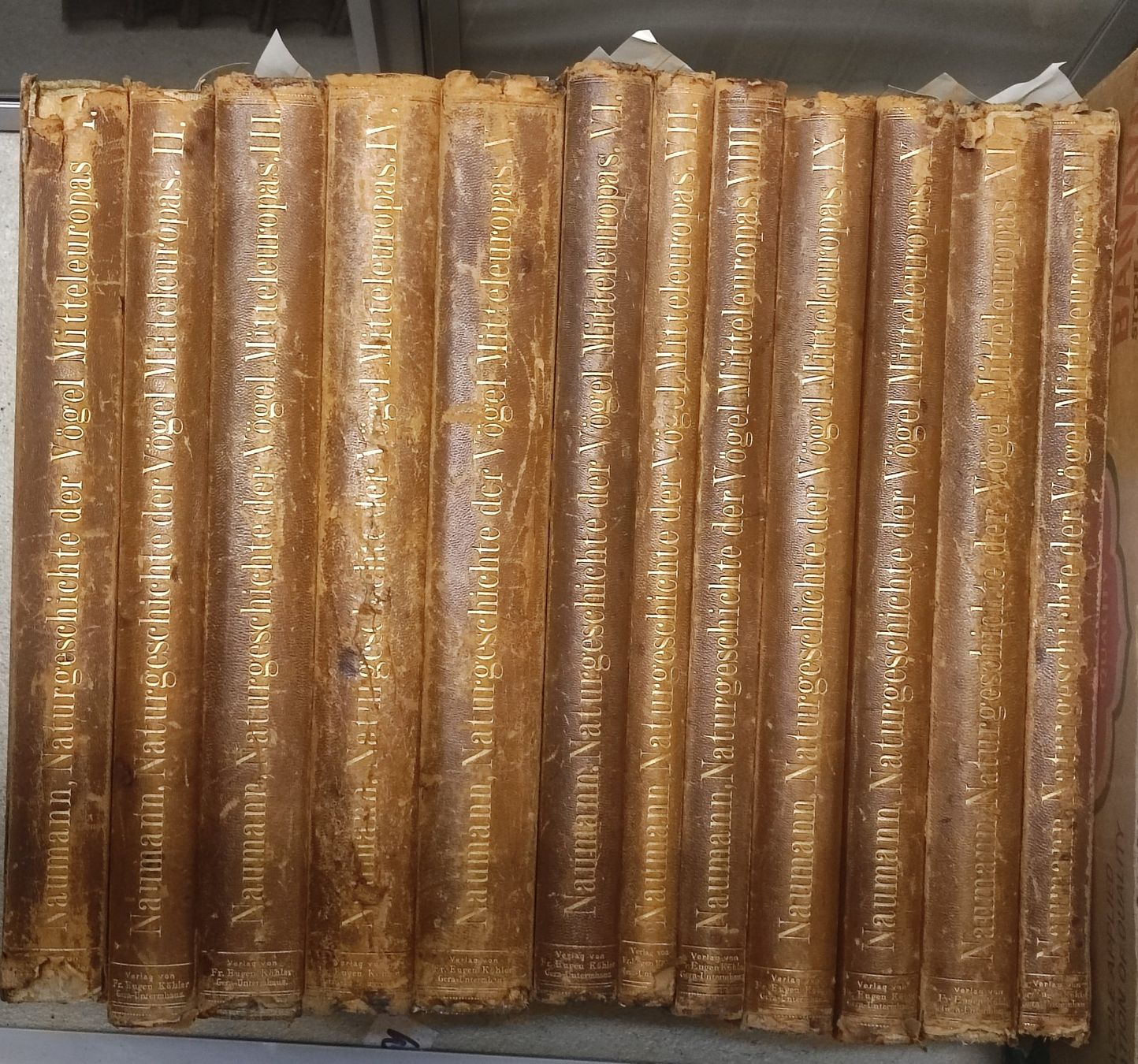Bücher: ZOOLOGIE - ORNITHOLOGIE - NAUMANN – Gebraucht aus Goldach von Gaip 6