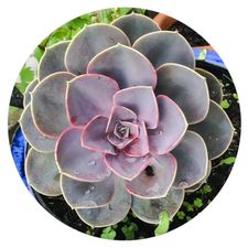 Profile image of margrithen8