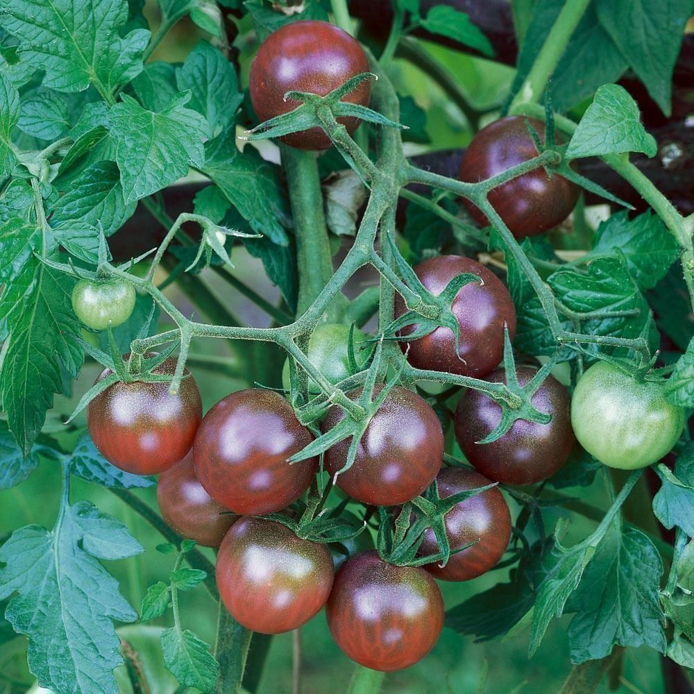 Pflanzen & Samen: 100 Samen TOMATE BLACK CHERRY Alte Sorte – Neu (gemäss Beschreibung) aus Ehrendingen von VerveinaSamen 4
