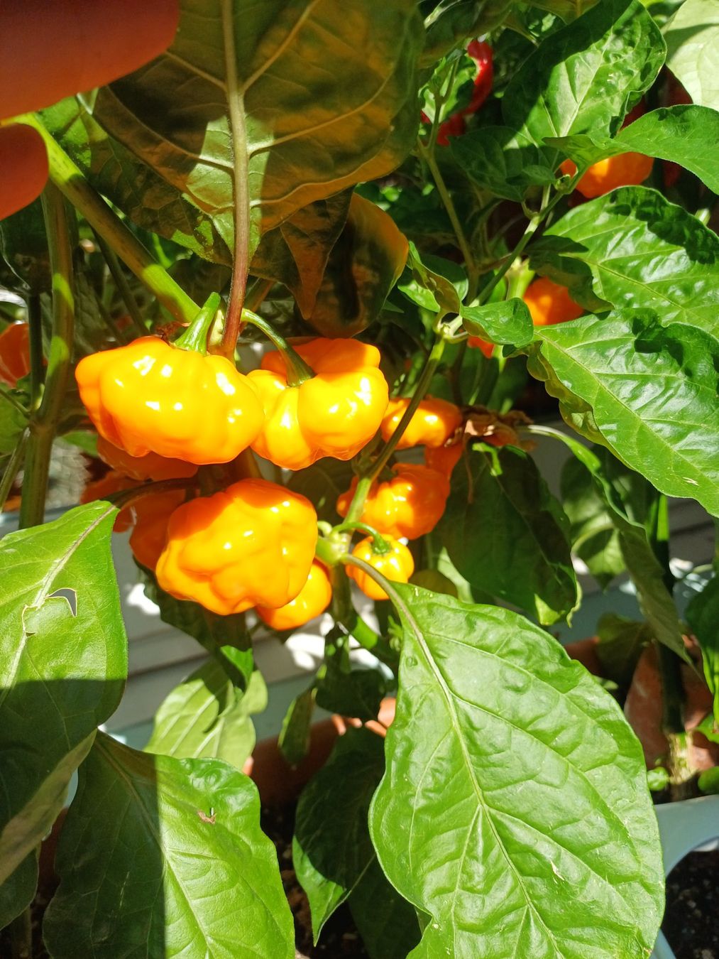 Piante & sementi: "Scotch Bonnet" Chili Kompakt Samen – Usato da Neftenbach venduto da QuiQuo
