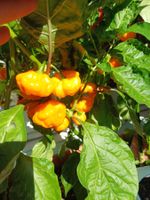 "Scotch Bonnet" Chili Kompakt Samen