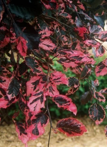 Piante & sementi: Hêtre à feuilles tricolores  20cm – Nuovo (secondo la descrizione) da Bremblens venduto da FIBONACCI369 1
