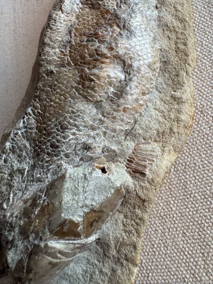 Fossilien: 🔥Fossil fish specimen approximately 16 cm long – Gebraucht aus Morges von SevArt 3