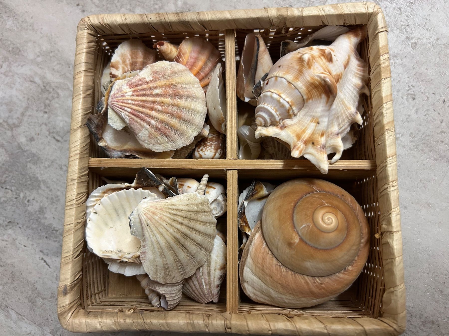 Tutte le decorazioni: Muscheln Dekoration – Nuovo (secondo la descrizione) da Genève venduto da sunandwind 2