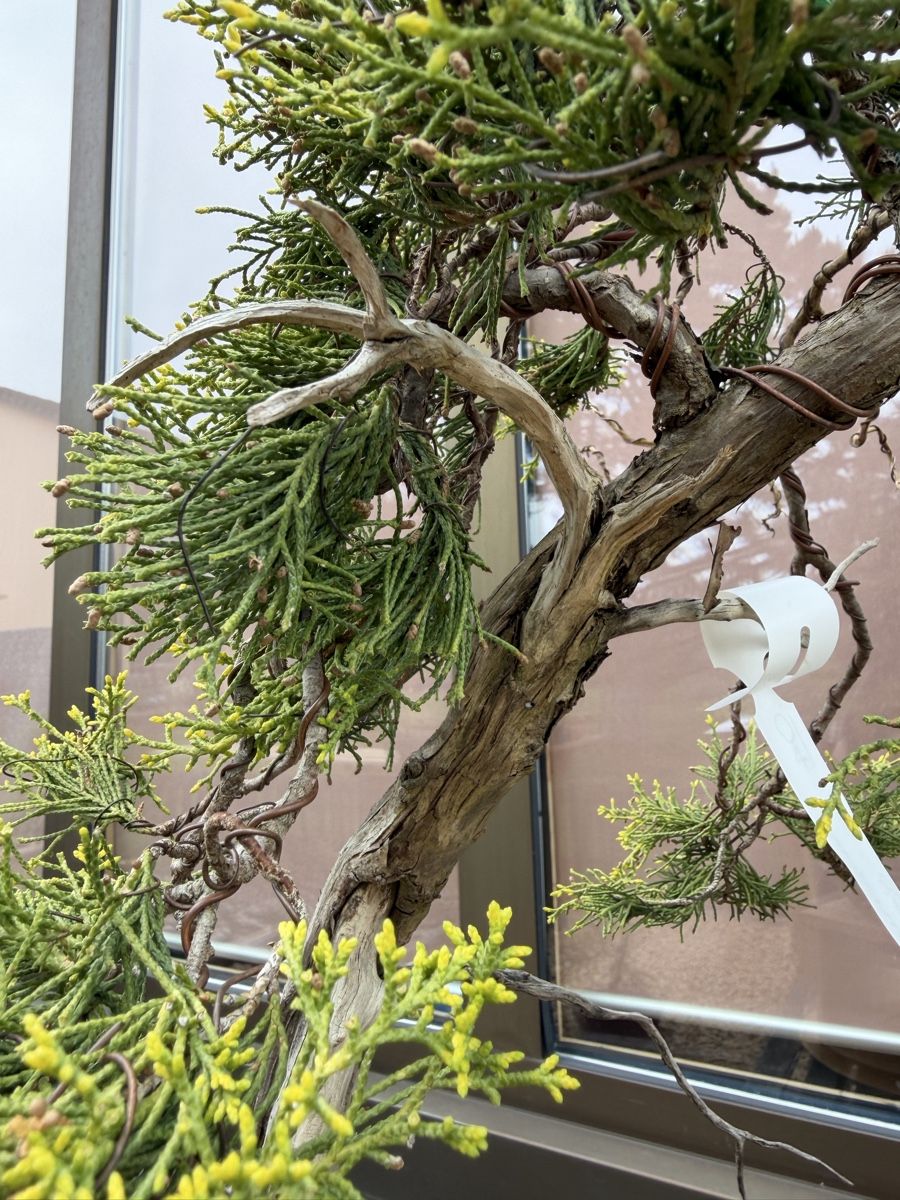 Piante & sementi: Juniperus Sabina /Sabina-Wacholder – Nuovo (secondo la descrizione) da Suhr venduto da BonsaiGutzi 3