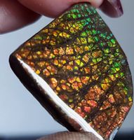 Ammolite Ammonite Coated Stone 31x29.6x5.2mm und 61.7ct