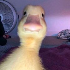 Profile image of yves.99