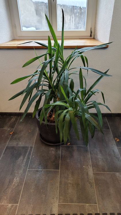 Jucka Palme / Yucca Palme seit 20 Jahren im Besitz (Gebraucht) in Wald ...