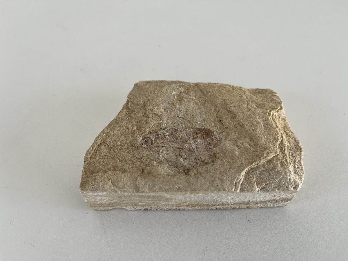 Fossiles: Fossil – D'occasion à Wetzikon ZH par seli03 6