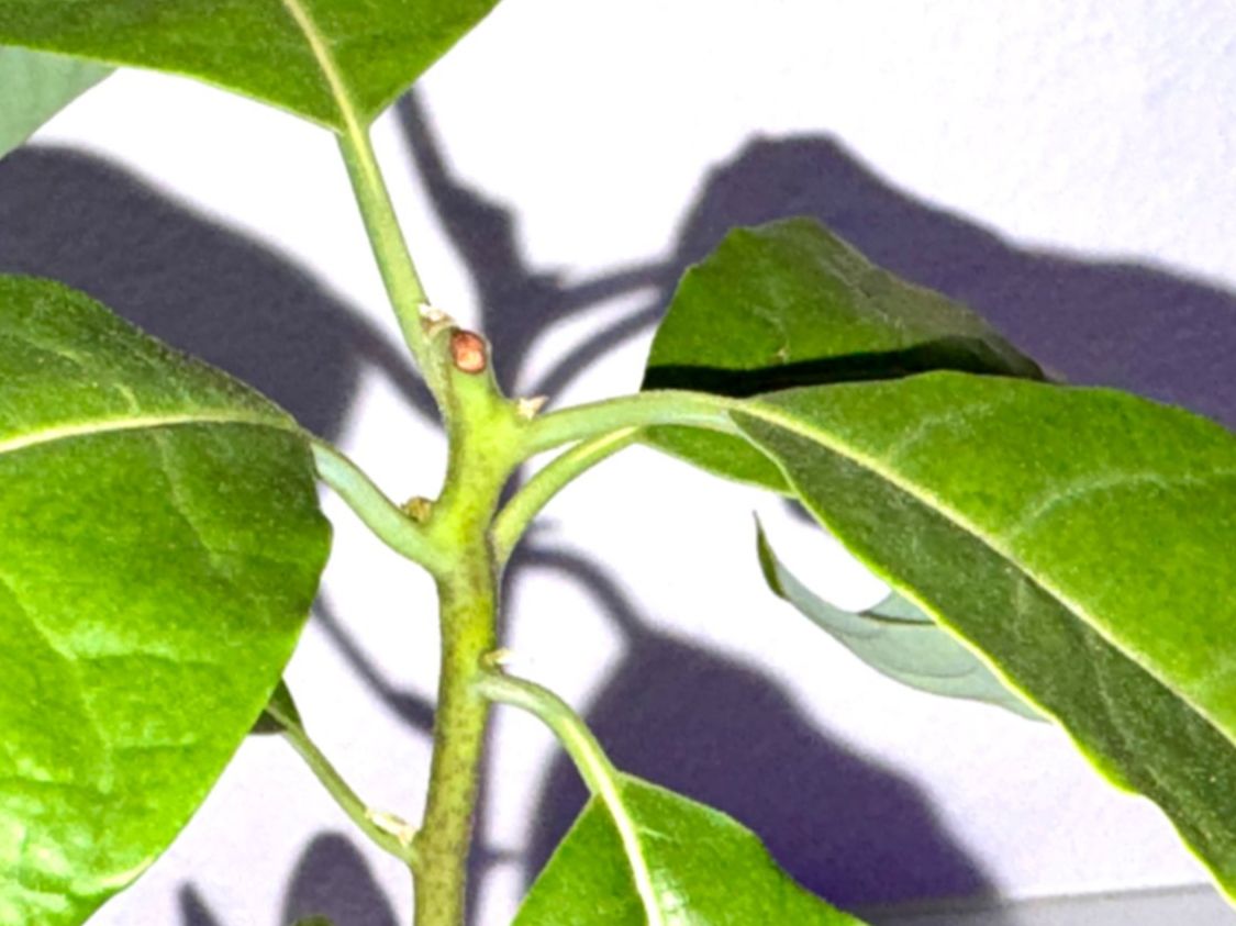 Pflanzen & Samen: Avocado Baum (doppel stamm) – Neu (gemäss Beschreibung) aus Schlieren von Edgar_k 3