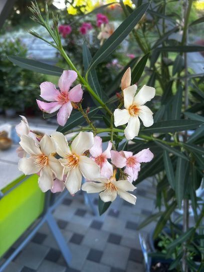 Plantes & graines: Oleander Farbe Abricot – D'occasion à Egliswil par didiflu 1