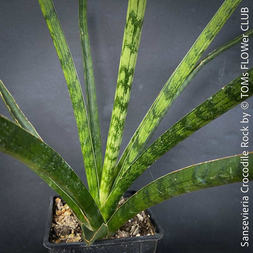Piante & sementi: Sansevieria Crocodile Rock - 100% Bio-Anzucht – Nuovo e nell'imballaggio originale da Adliswil venduto da astom369 8