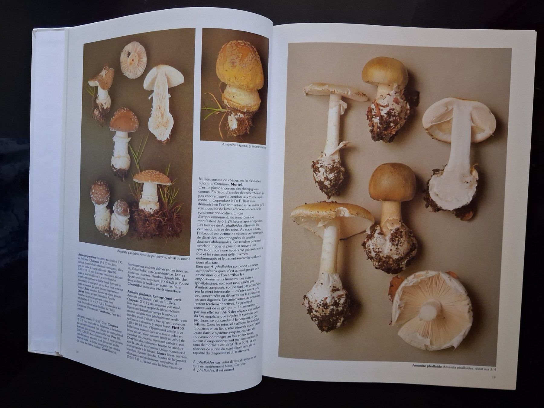 Libri: Livre "Les champignons" Roger Phillips - 1981 – Usato da Cartigny venduto da pgc_fk9s 4