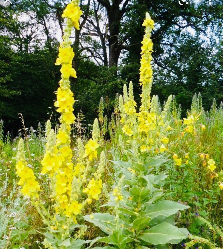 Pflanzen & Samen: 50 SAMEN Konigskerze VERBASCUM TAPSUS – Neu und originalverpackt aus Rovio von POSITIFFARTandPLANTS 5