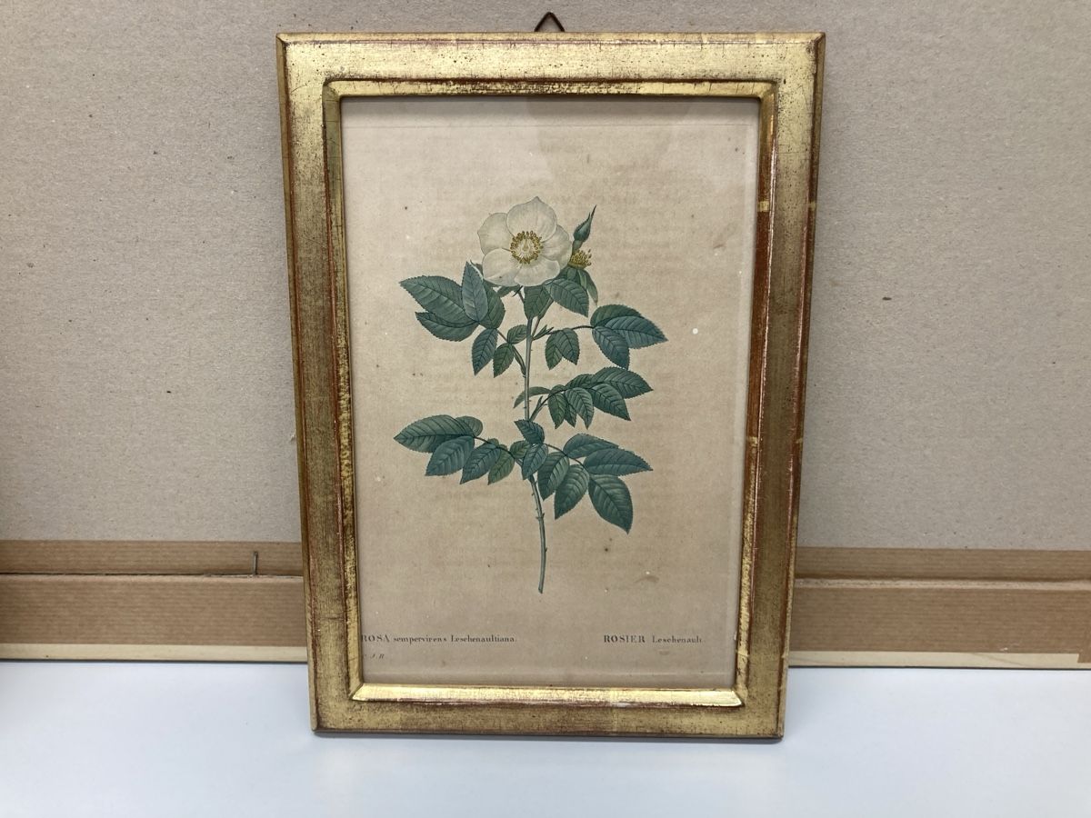 Incisioni: Kupferstich Rosa Centifolia – Usato da Volketswil venduto da Edwiga01 4