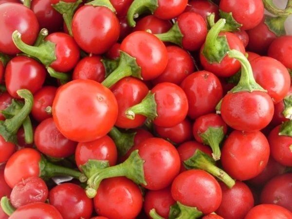 Piante & sementi: 100 Cherry Chili Kirchchili Samen – Nuovo (secondo la descrizione) da Ehrendingen venduto da VerveinaSamen 4