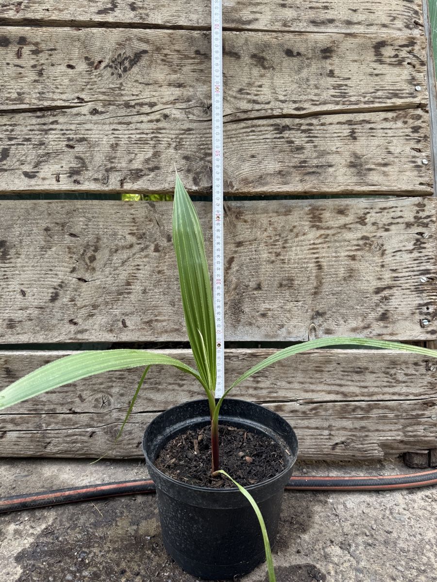Piante & sementi: Washingtonia filibusta – Nuovo (secondo la descrizione) da Rüti ZH venduto da Pehispeed