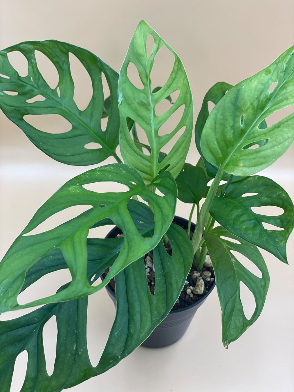 Pflanzen & Samen: Monstera Monkey Leaf – Neu (gemäss Beschreibung) aus Zürich von Leafscape 1