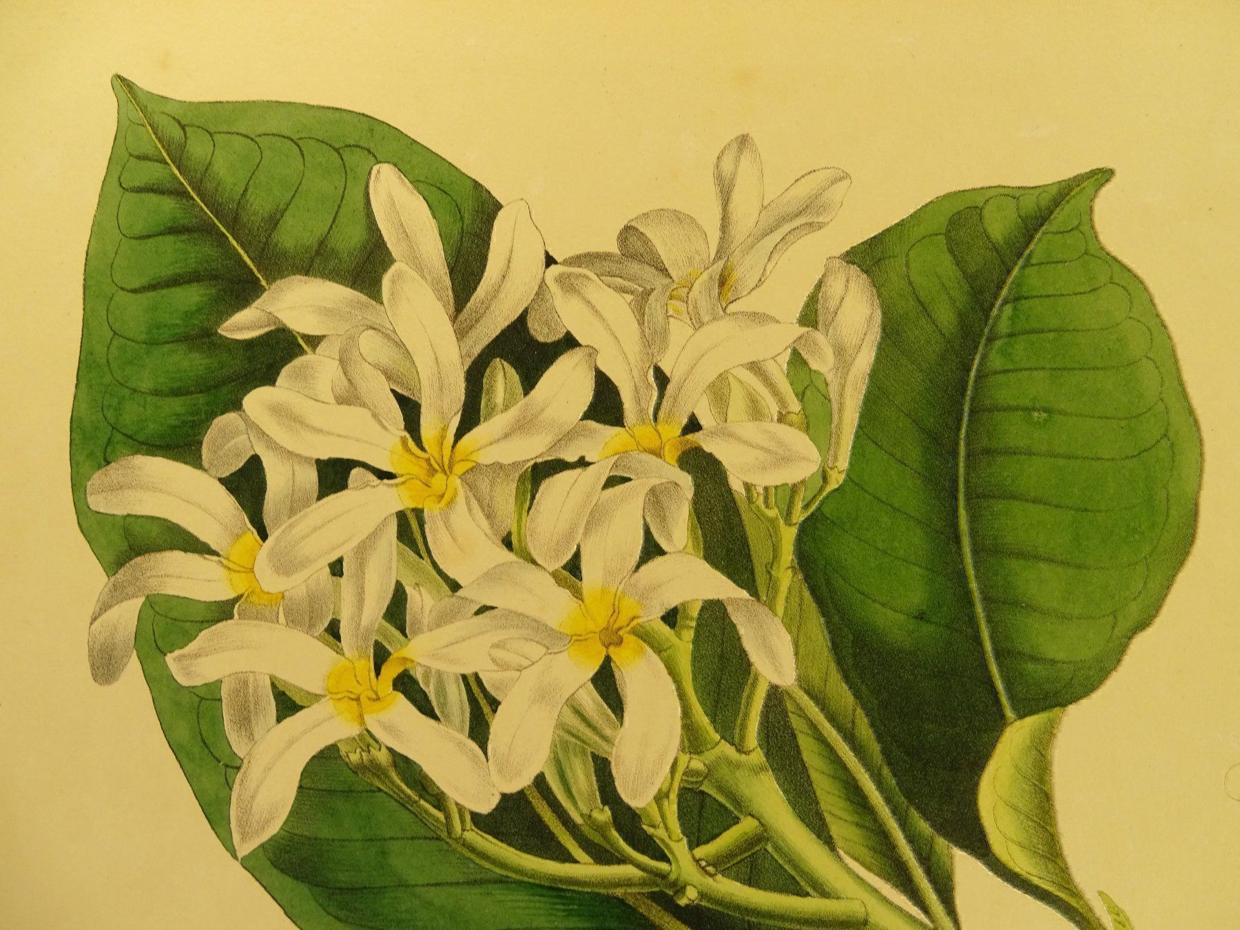 Grafica & Litografie: PLUMERIA ACUMINATA, LITHOGRAPHIE UM 1880 – Usato da Grüningen venduto da Kartensammler 2