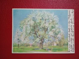 AK Kunst blühender Birnbaum Theo Glinz Thurgau Horn 1947