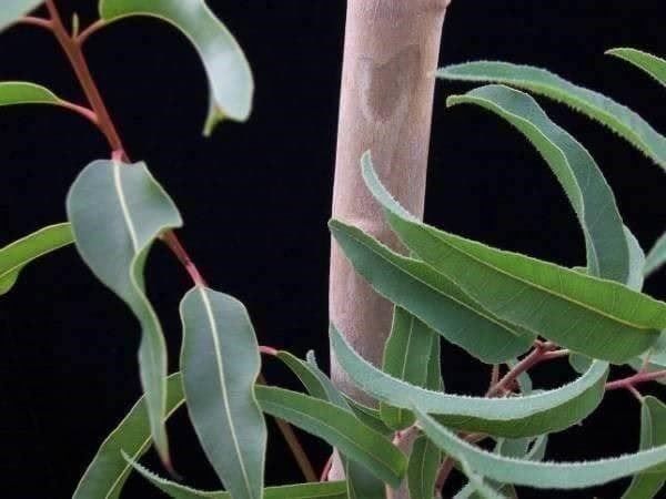 Piante & sementi: EUCALYPTUS AU PARFUM DE CITRON 25g – Nuovo (secondo la descrizione) da Bremblens venduto da FIBONACCI369 1