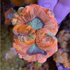 Profile image of crazy-corals