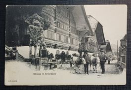 AK Bauern ERLENBACH Kühe BAUERNHAUS um 1900