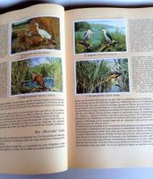 Aus Deutschlands Vogelwelt von 1936