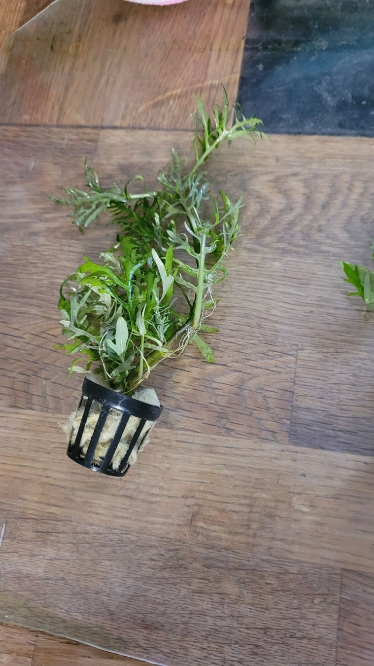 Piante & sementi: Hygrophila difformis – Nuovo e nell'imballaggio originale da Saxon venduto da Sebdem