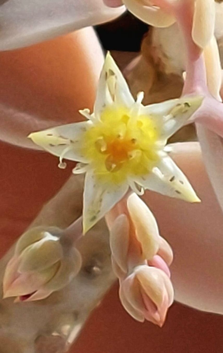 Piante & sementi: GRAPTOPETALUM - FELSENROSE - GHOST PLANT – Nuovo (secondo la descrizione) da Buchs AG venduto da fischli610 3