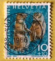 Nr.J 211 GESTEMPELT Alpenmurmeltier 1965  Bern