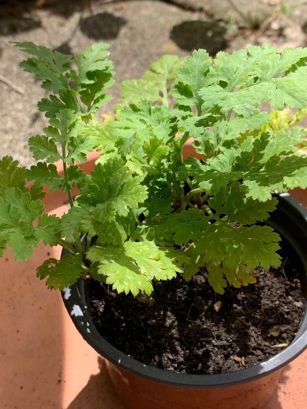 Plantes & graines: Mutterkraut / Pflanze gegen Migräne – Neuf (Voir description) à Hinteregg par ERFOLG78 2